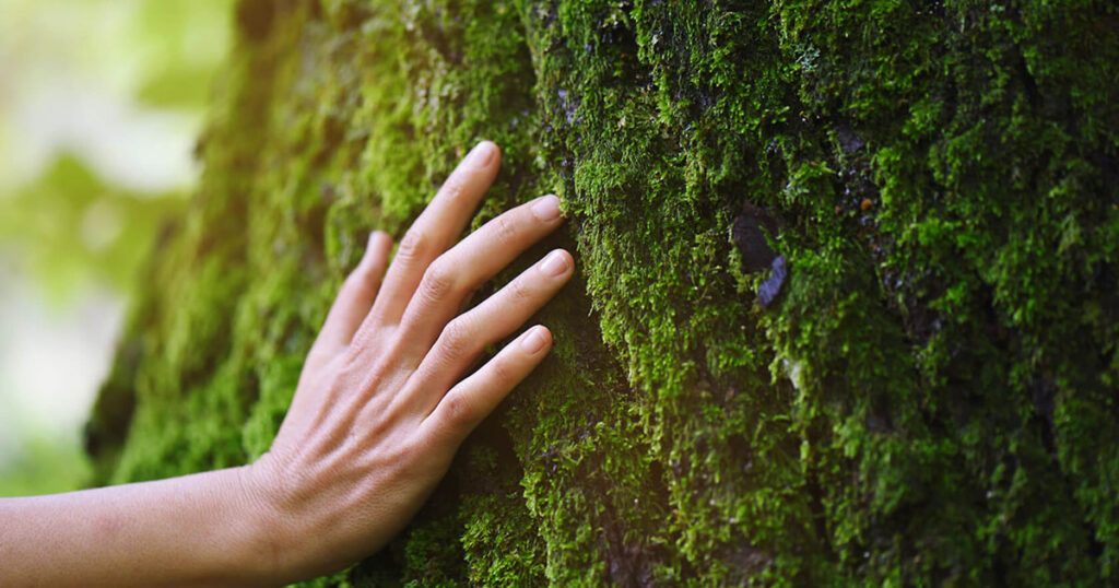 Hand on mossy tree