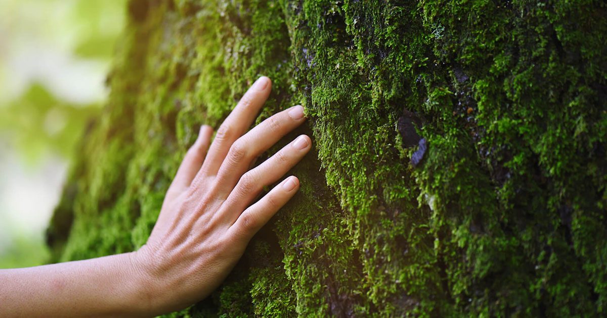Hand on mossy tree