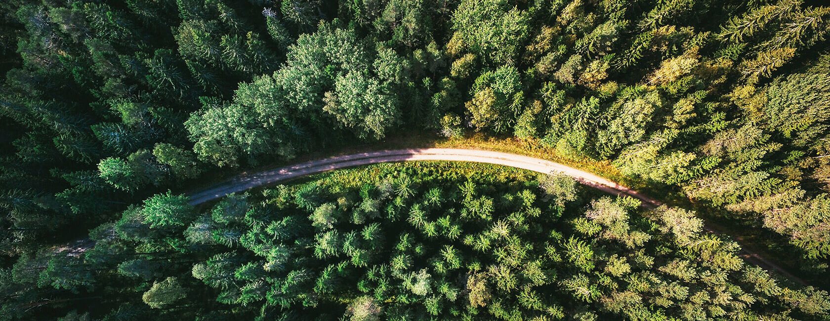 Aerial view of road winding through a forest