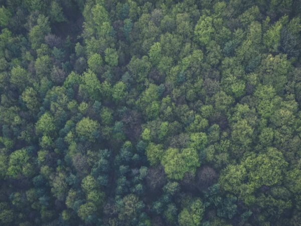 Aerial view of forest