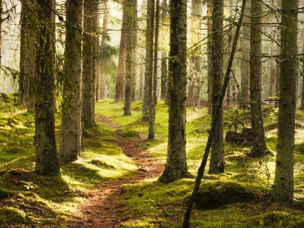 Footpath through sunlit forest