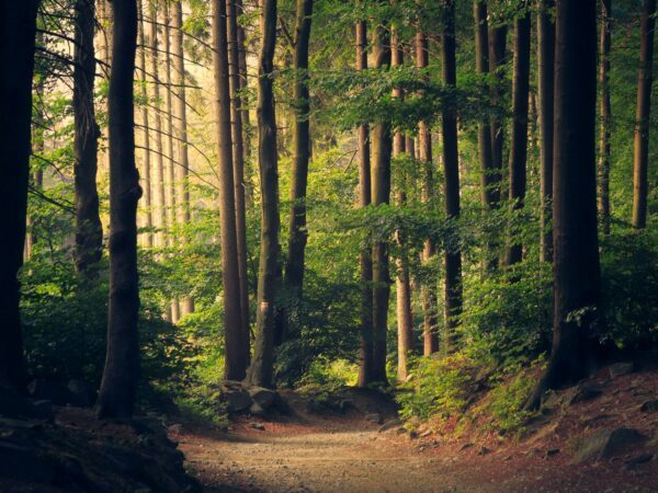 Forest trail
