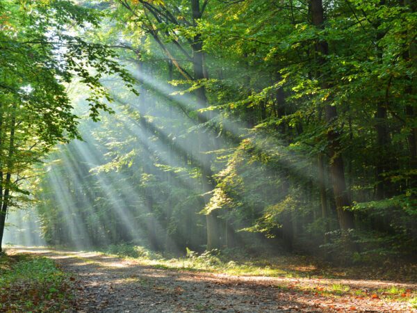 Light shining on forest trail