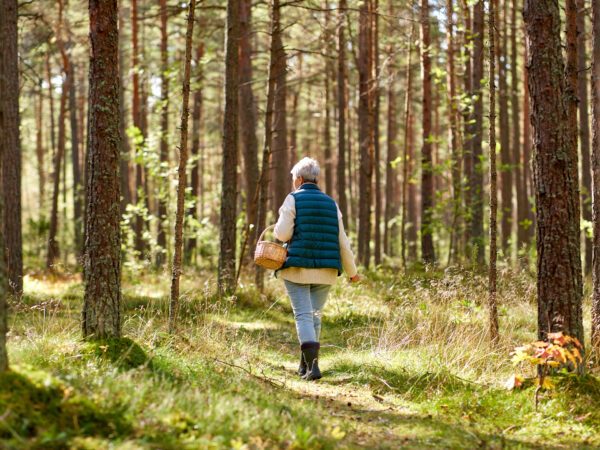 A person walking through the woods, holding a basket.