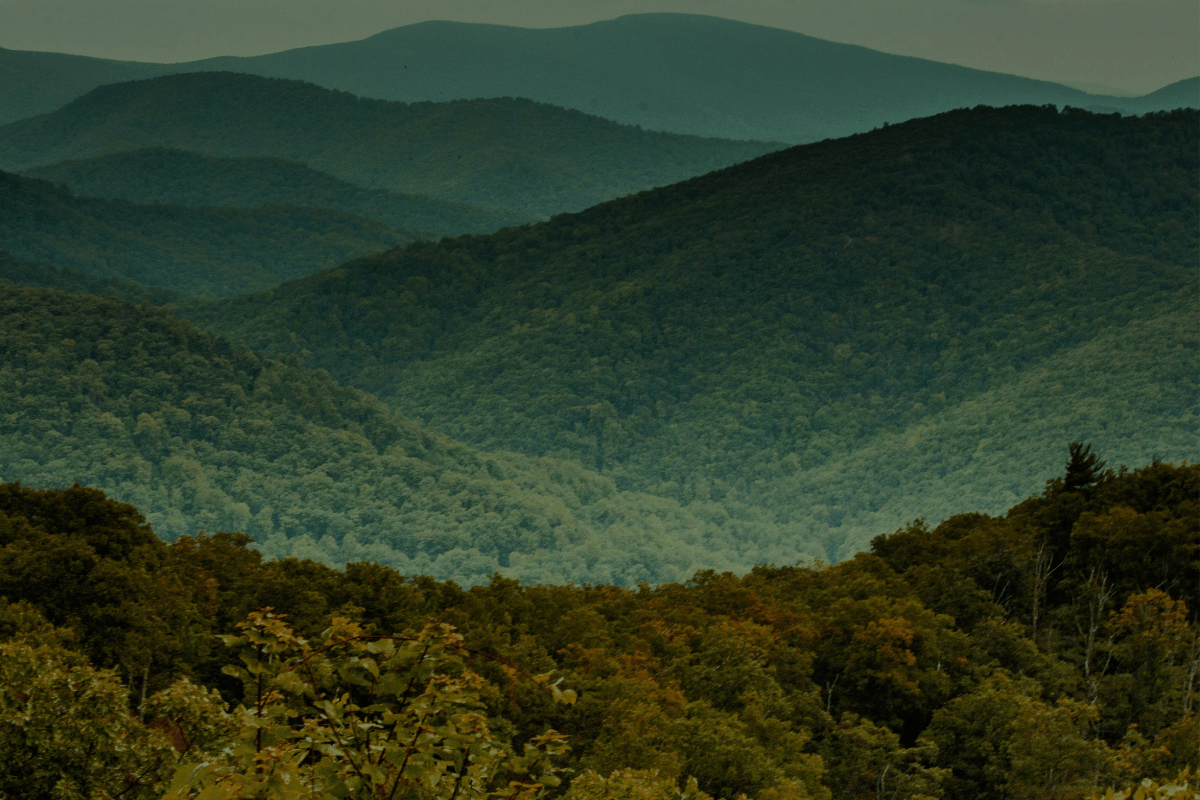 wide shot background of forest